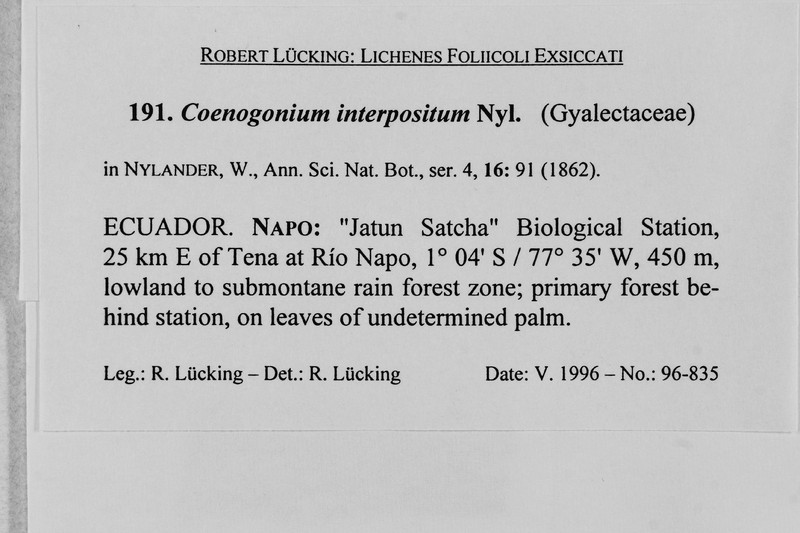 Coenogonium Lichen