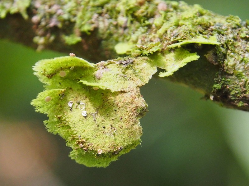 Link's Coenogonium Lichen