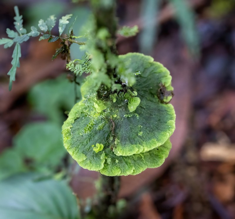 Link's Coenogonium Lichen photo 2