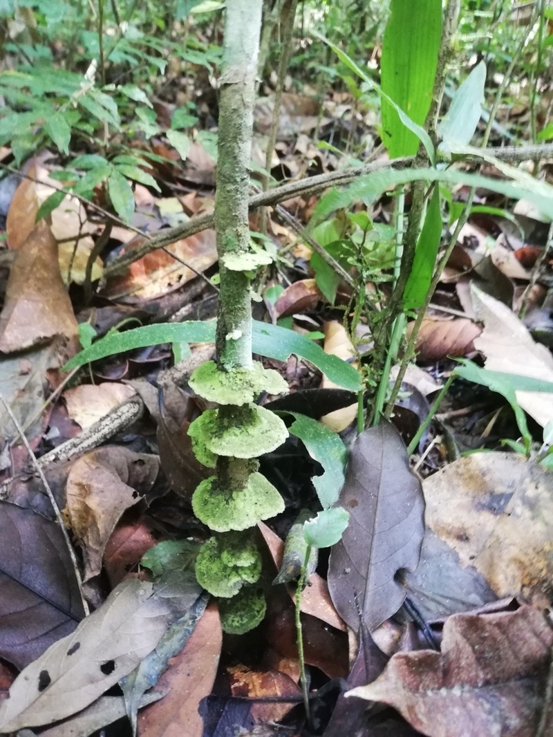 Link's Coenogonium Lichen photo 3