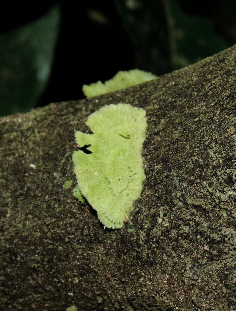 Link's Coenogonium Lichen photo 4