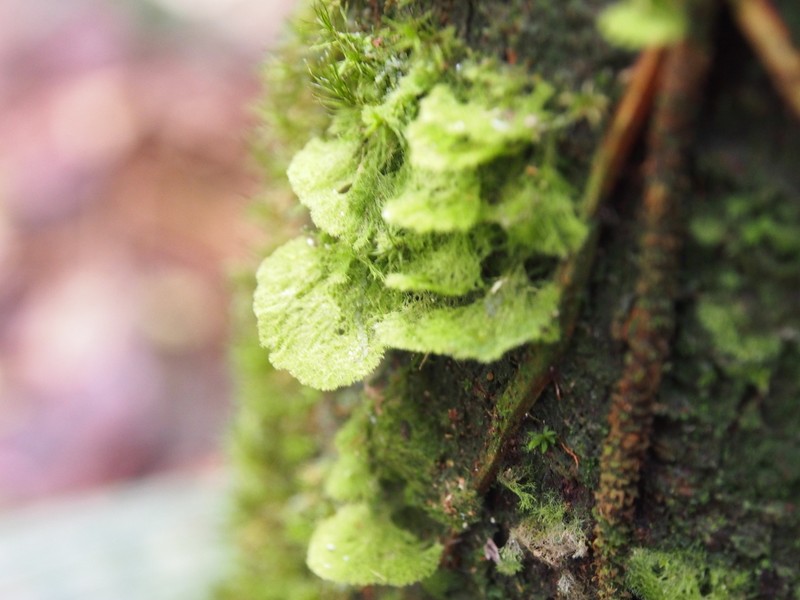 Link's Coenogonium Lichen photo 5