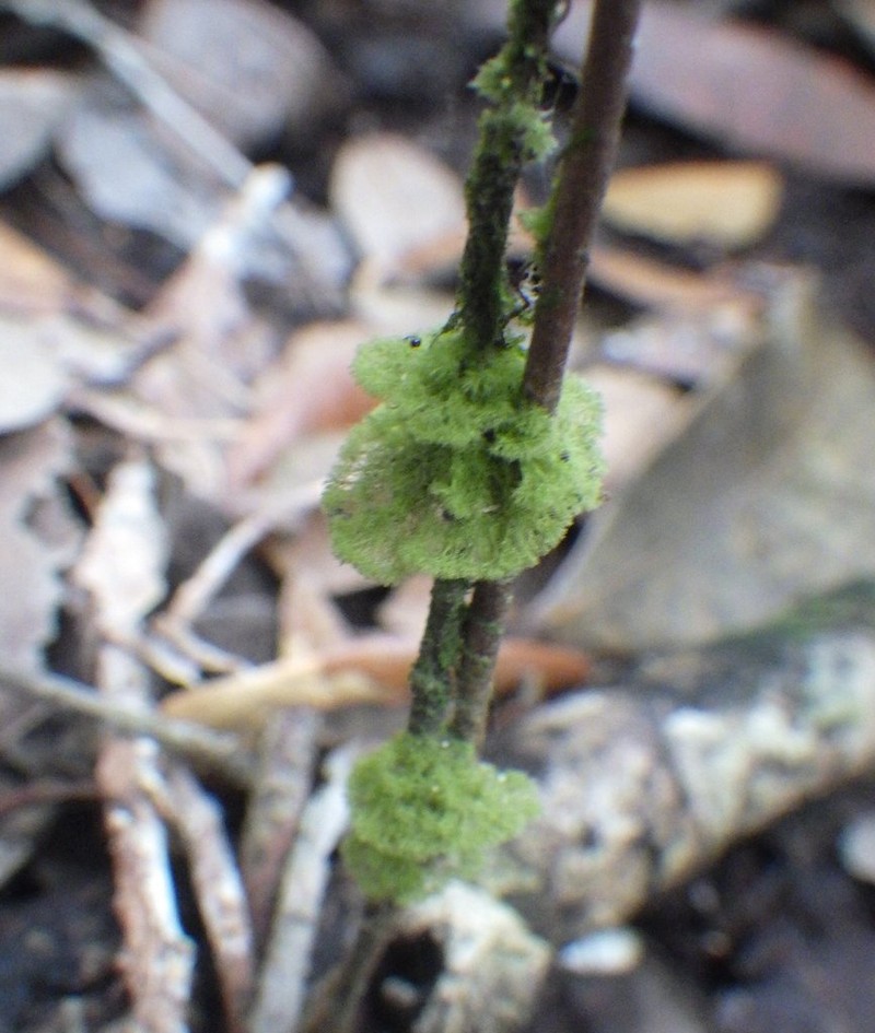 Link's Coenogonium Lichen photo 6