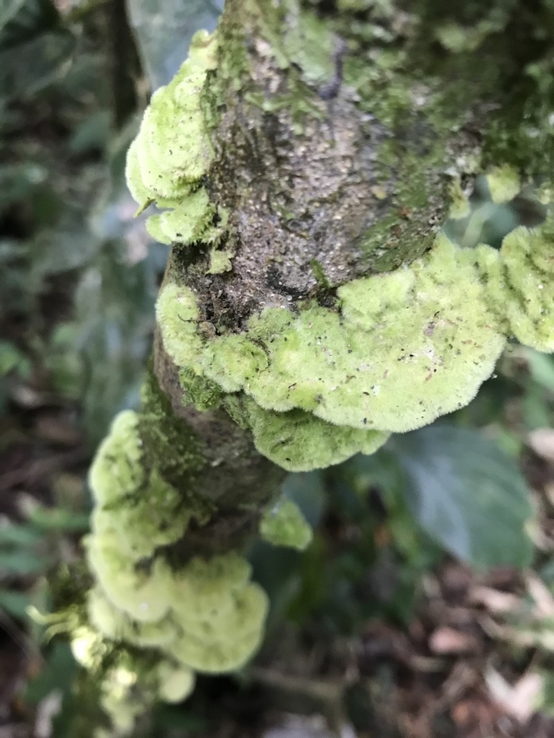 Link's Coenogonium Lichen photo 7