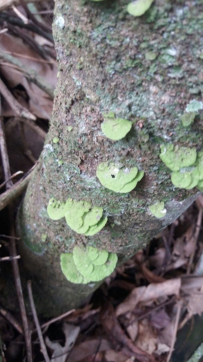 Link's Coenogonium Lichen photo 8