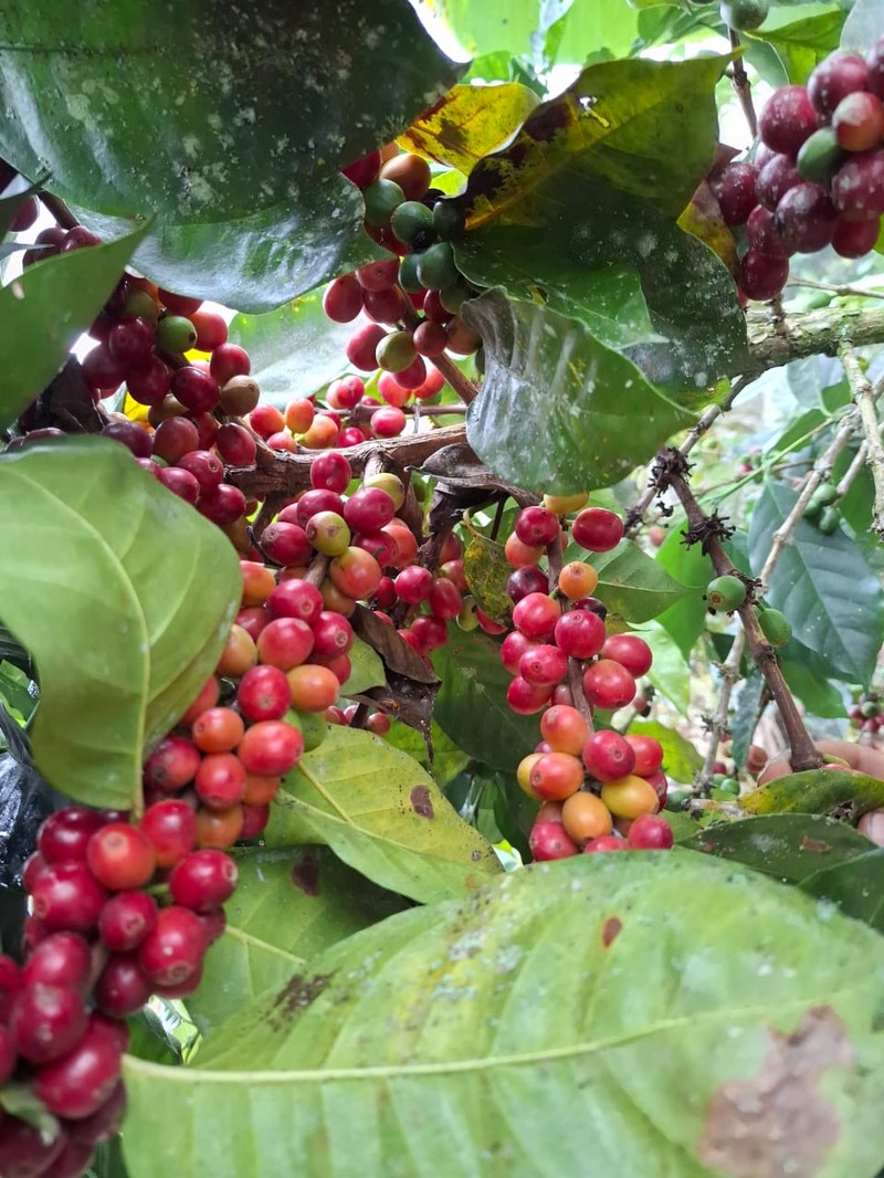 Arabian Coffee photo 2