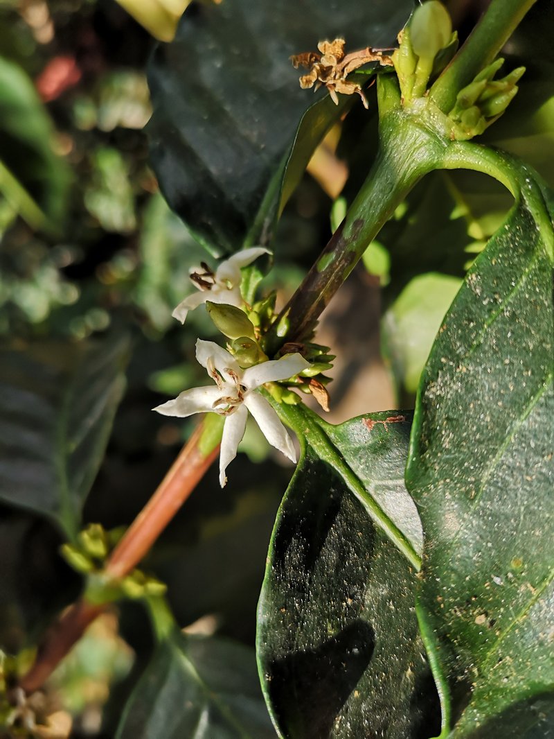 Arabian Coffee photo 4