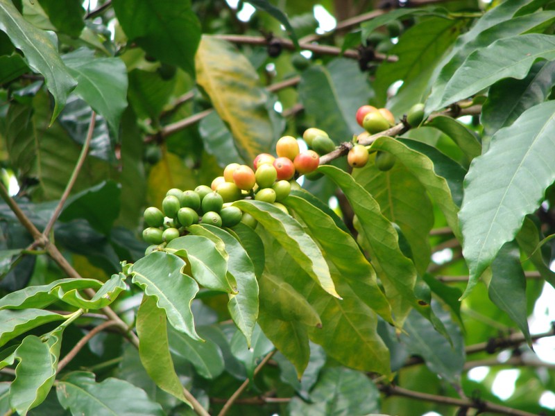 Arabian Coffee photo 8