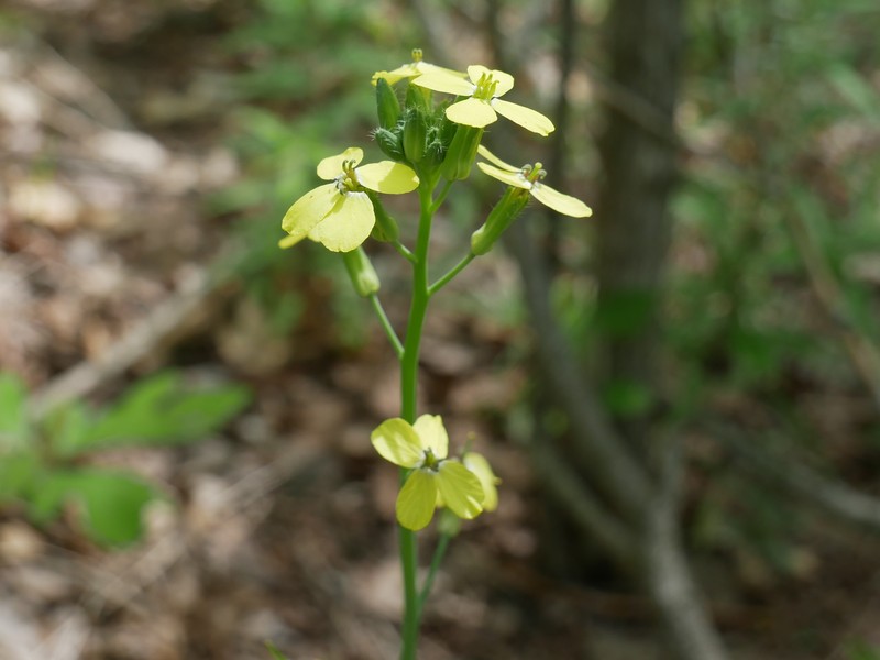 Star-Mustard photo 4