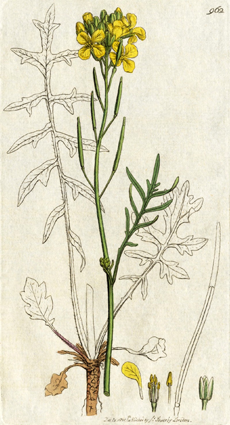 Star-Mustard