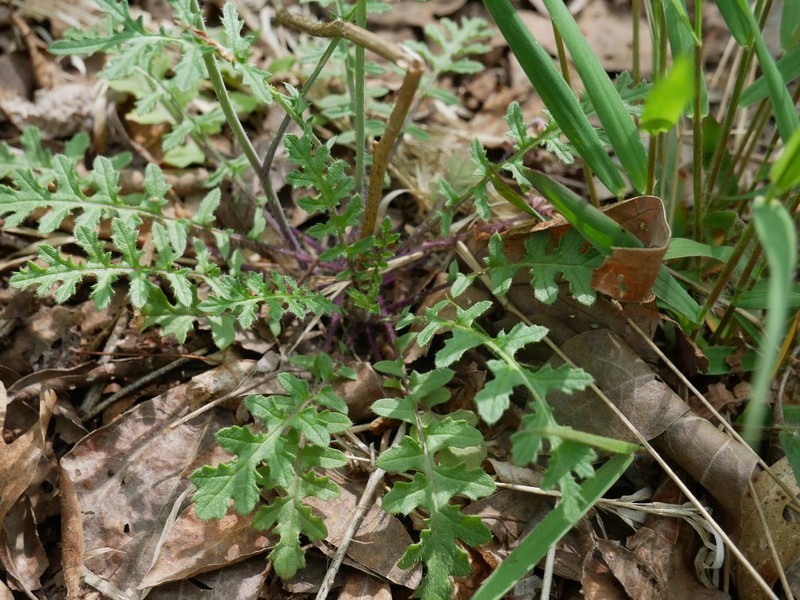 Star-Mustard photo 2