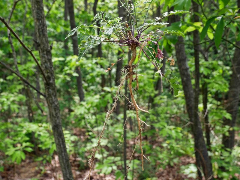 Star-Mustard photo 3