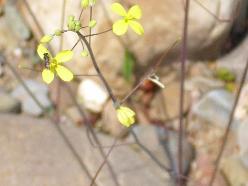 Star-Mustard photo 5