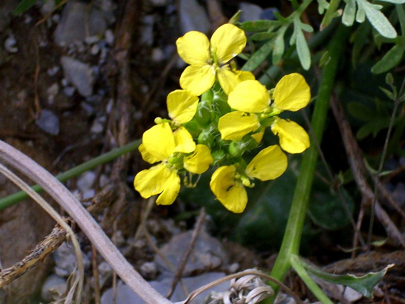 Star-Mustard photo 6