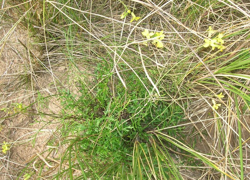 Star-Mustard photo 7