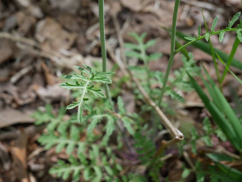 Star-Mustard photo 8