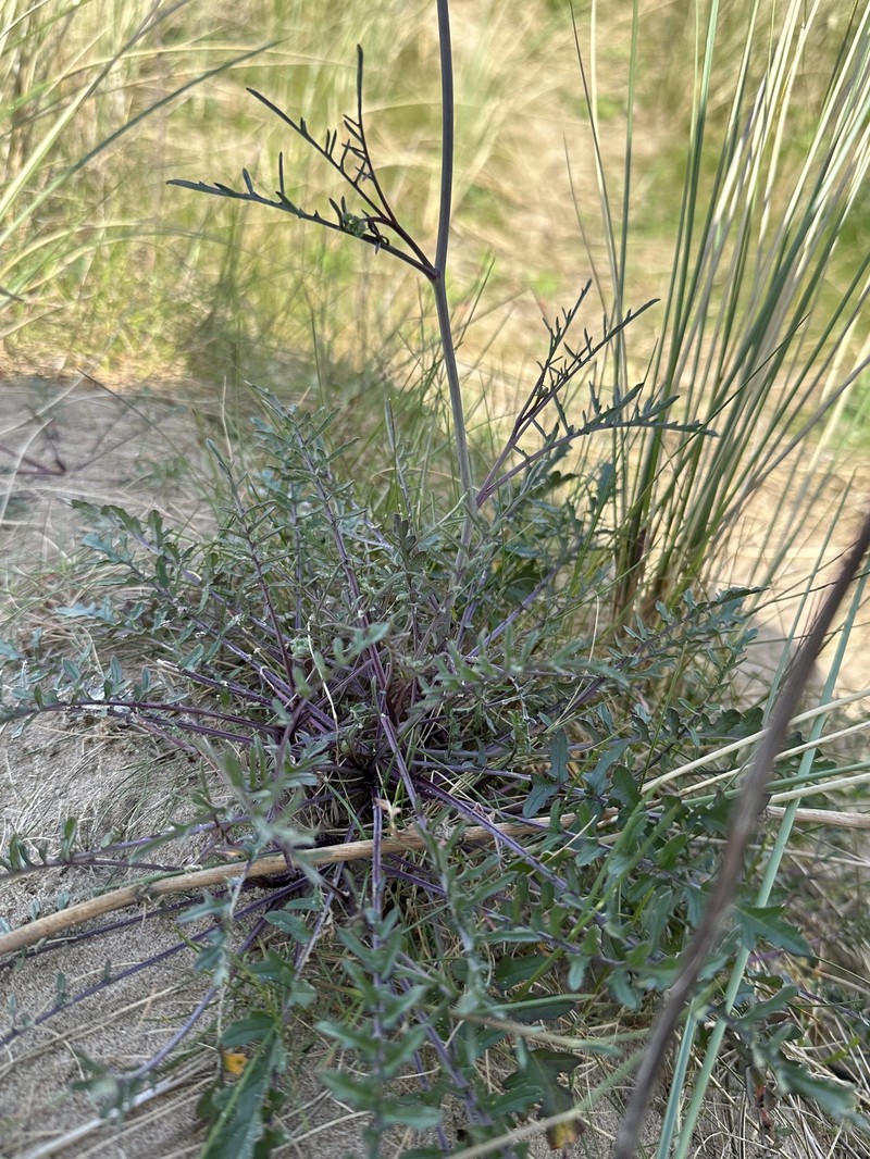 Coincya monensis subsp. monensis photo 2