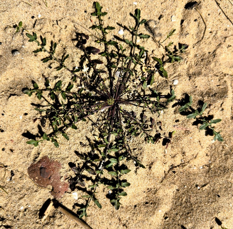 Coincya monensis subsp. monensis photo 3
