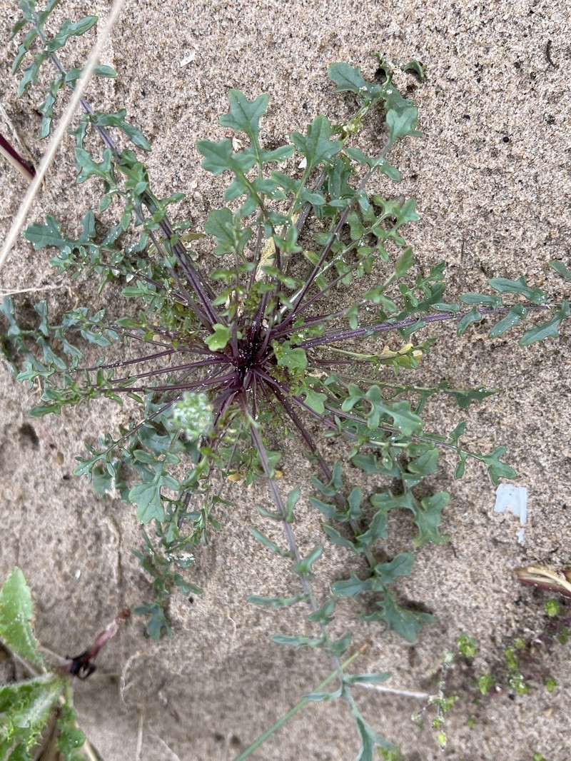 Coincya monensis subsp. monensis photo 4