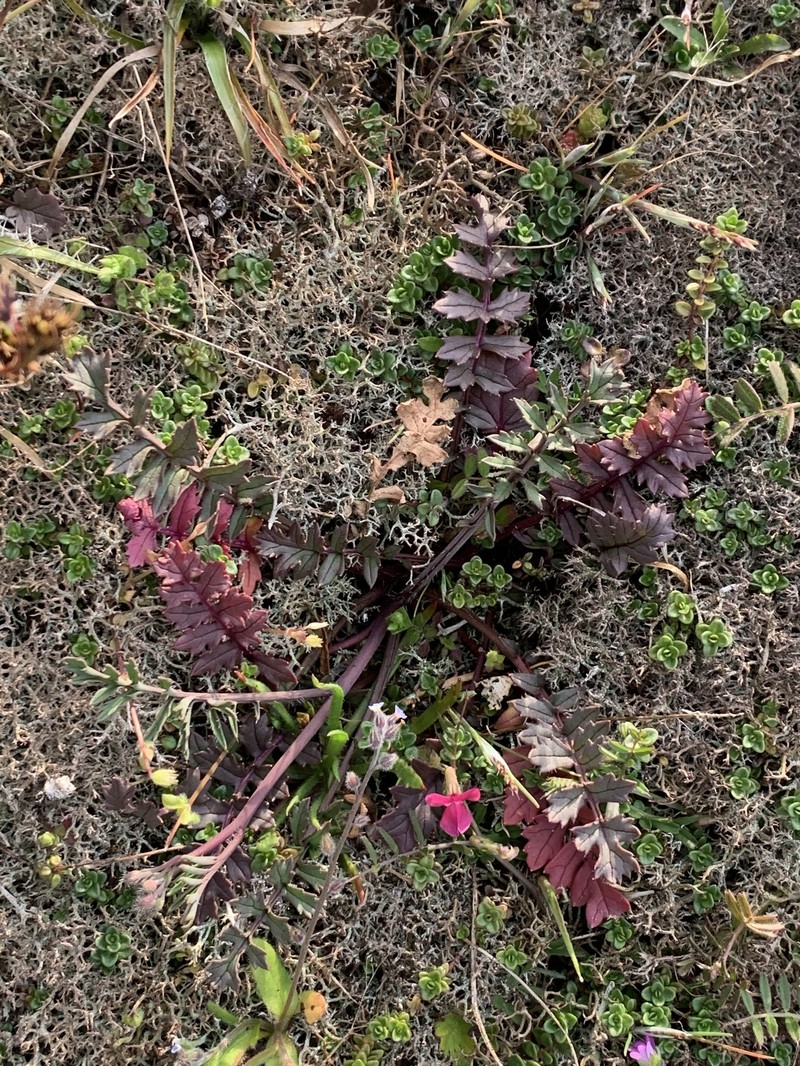 Coincya monensis subsp. monensis photo 5