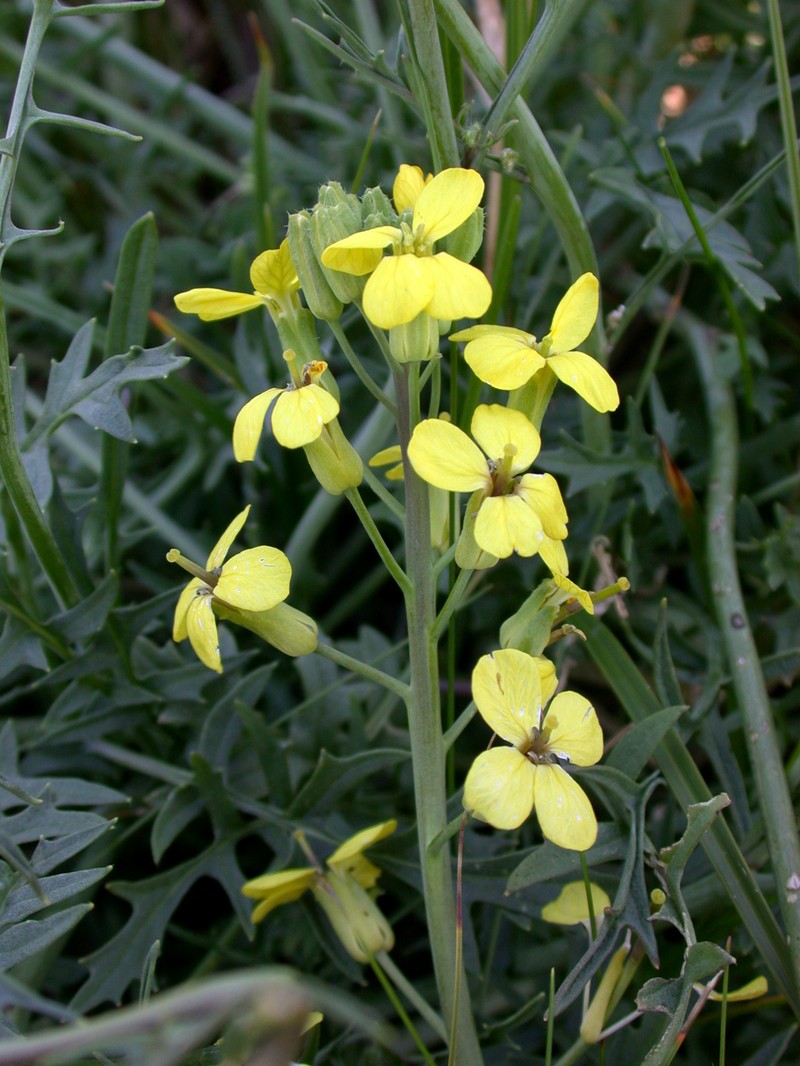 Coincya monensis subsp. monensis