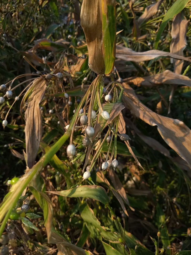 Job's Tears photo 4