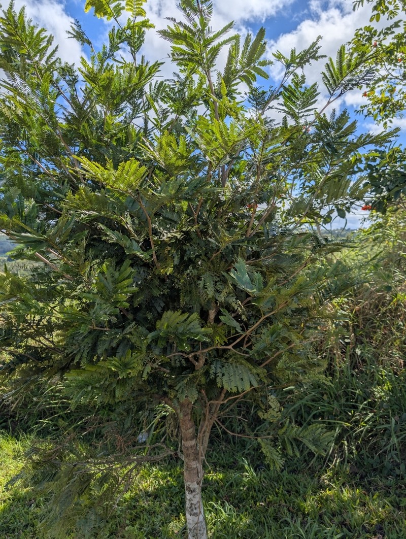 Wild Tamarind