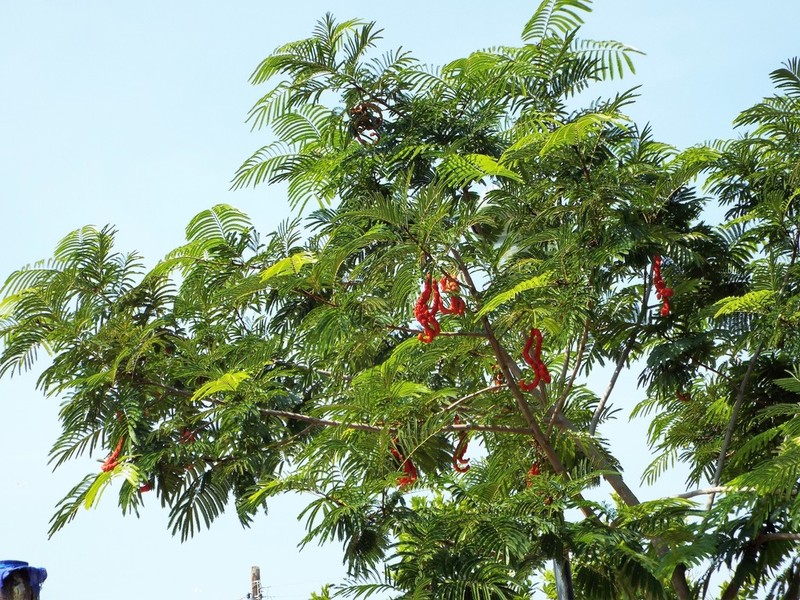Wild Tamarind photo 2