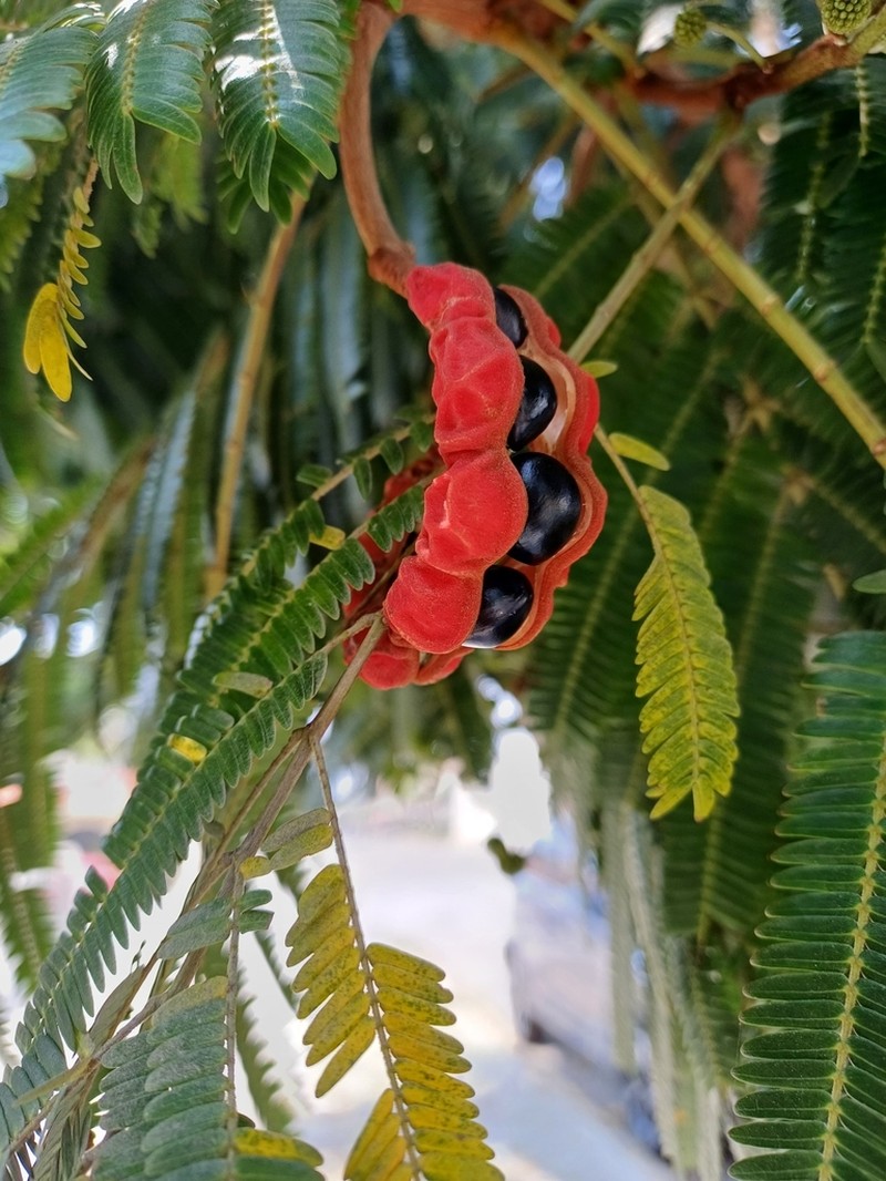 Wild Tamarind photo 3