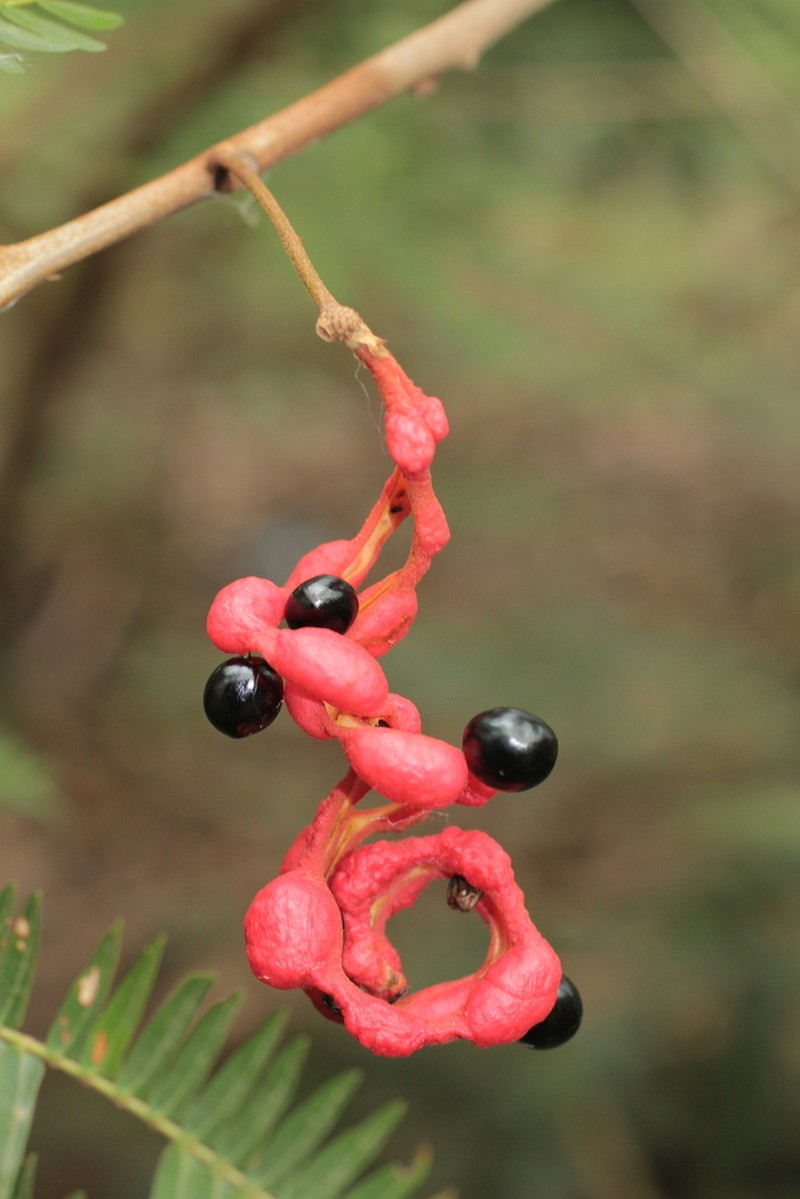 Wild Tamarind photo 4