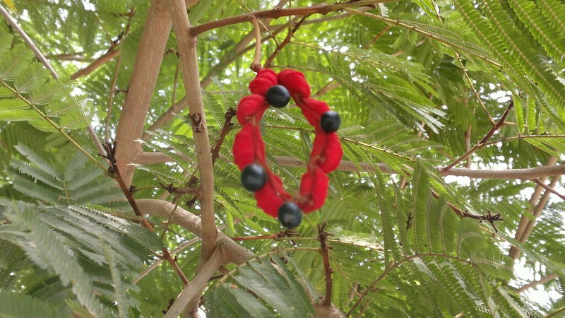 Wild Tamarind photo 5