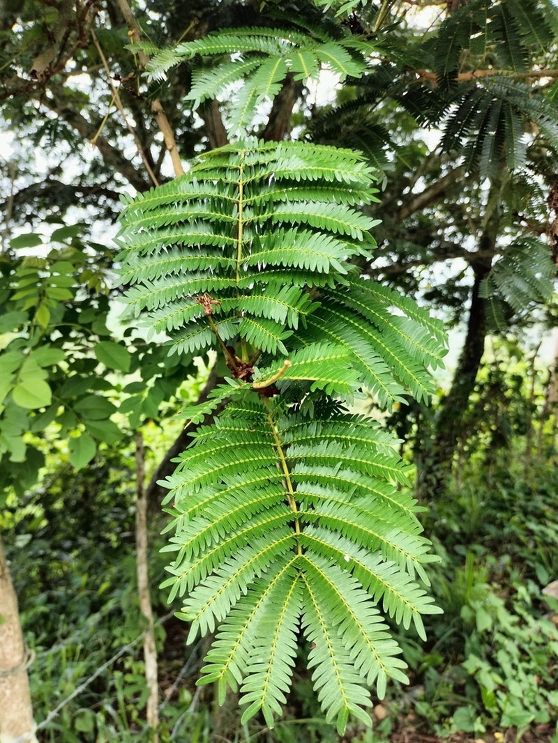 Wild Tamarind photo 6
