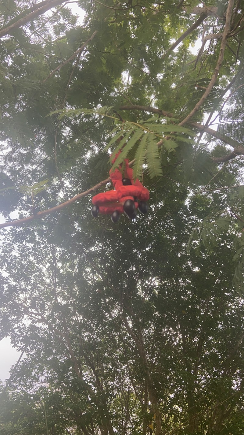 Wild Tamarind photo 8