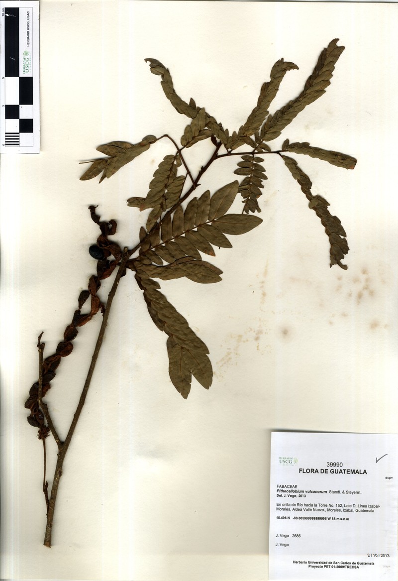 Cojoba arborea var. arborea