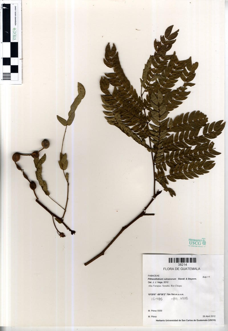 Cojoba arborea var. arborea photo 2
