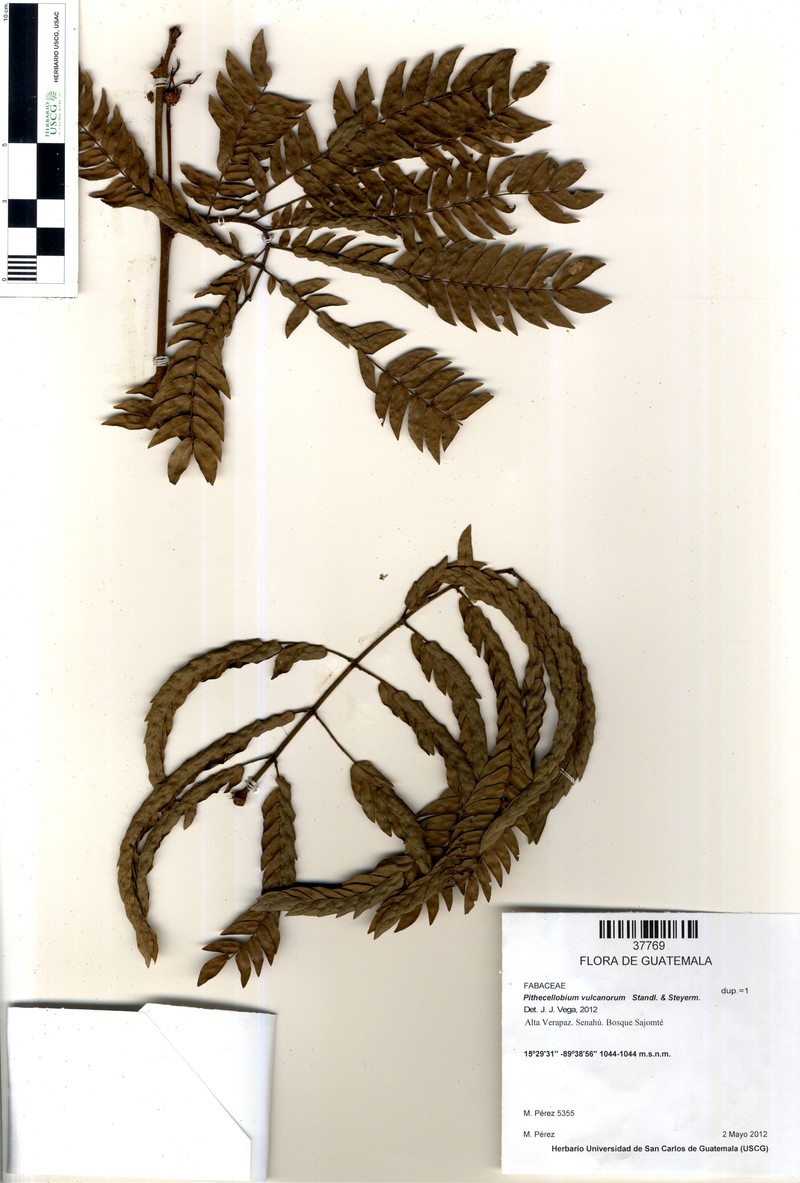 Cojoba arborea var. arborea photo 3