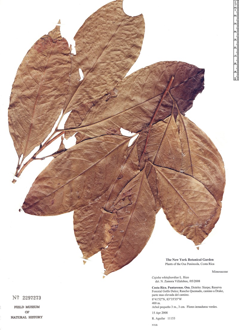 Cojoba rufescens subsp. rufescens