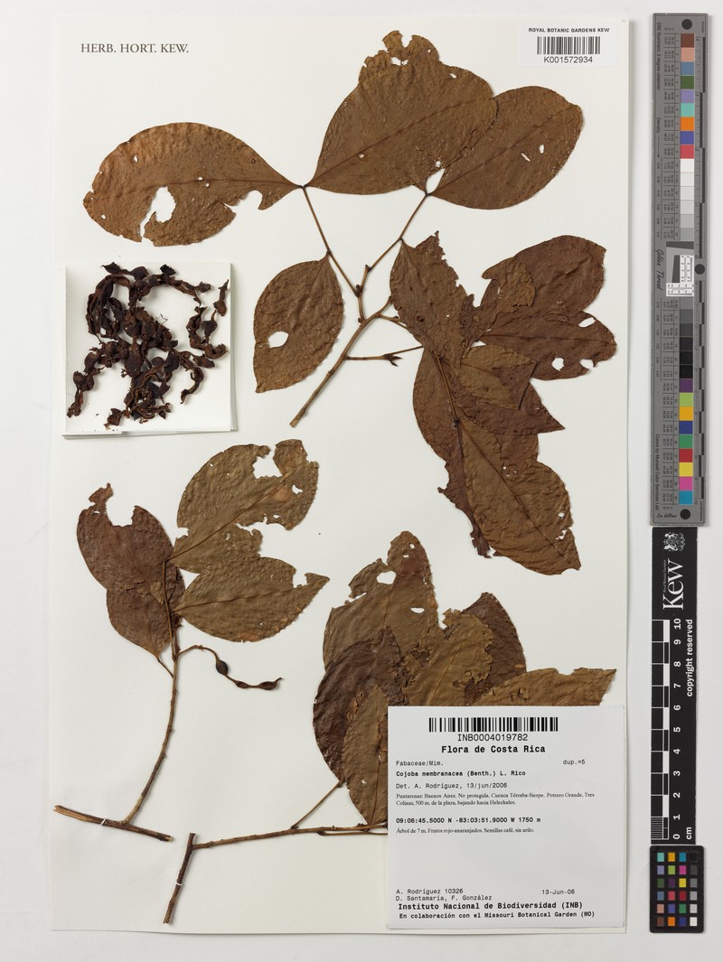 Cojoba rufescens subsp. rufescens photo 2