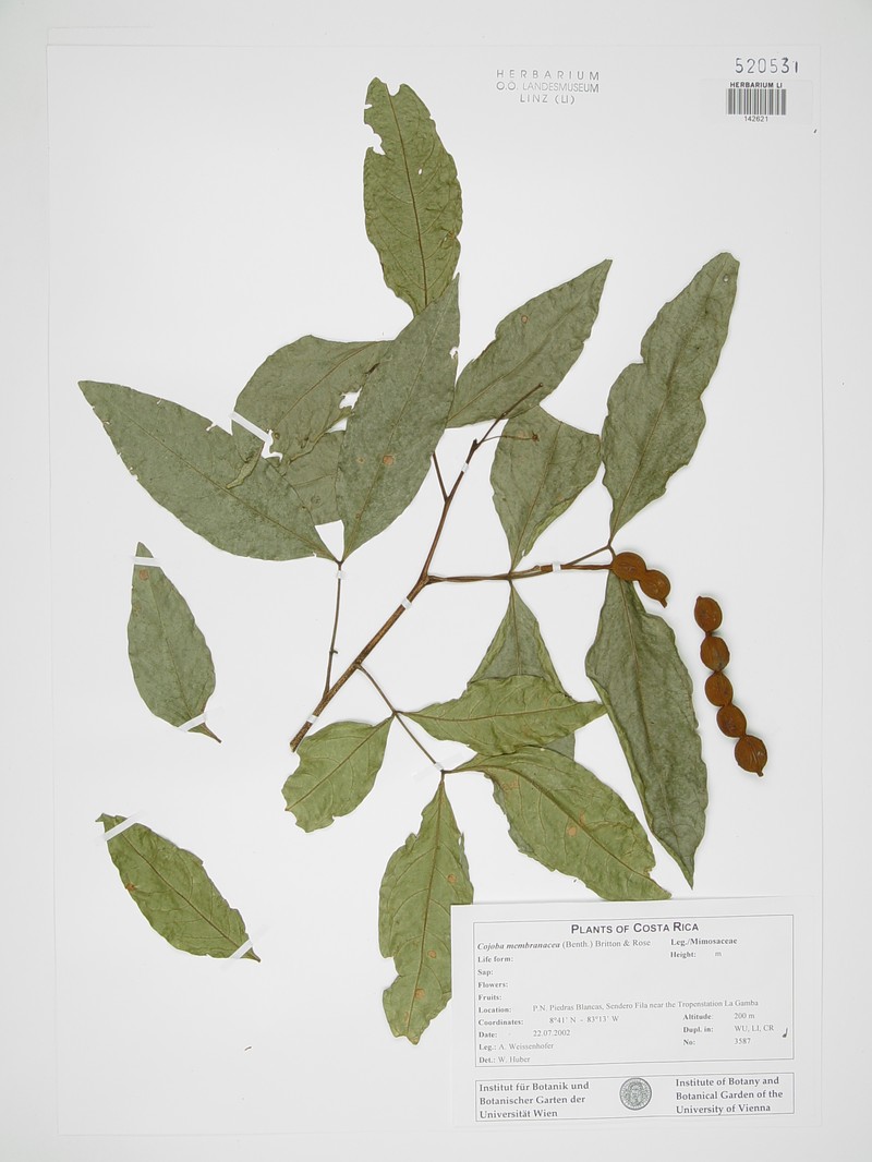 Cojoba rufescens subsp. rufescens photo 3