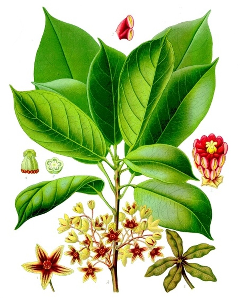 Abata Cola photo 7