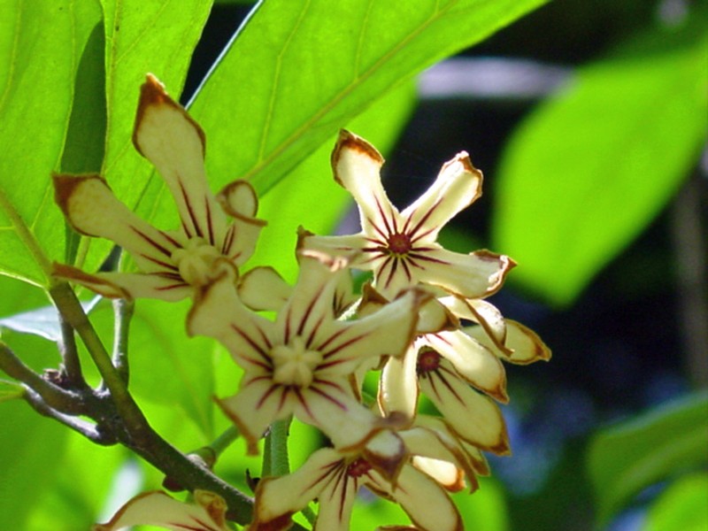 Abata Cola photo 2