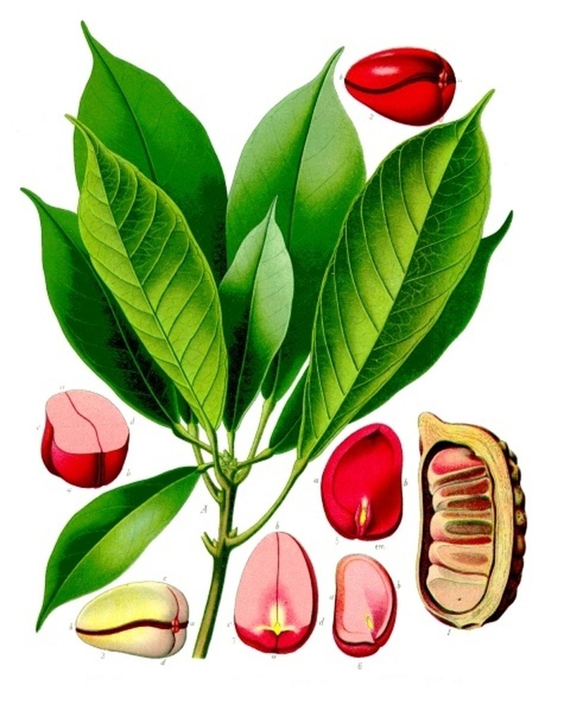 Abata Cola photo 3