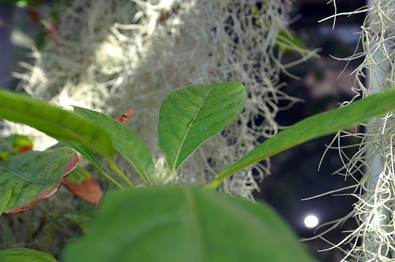 Abata Cola photo 4
