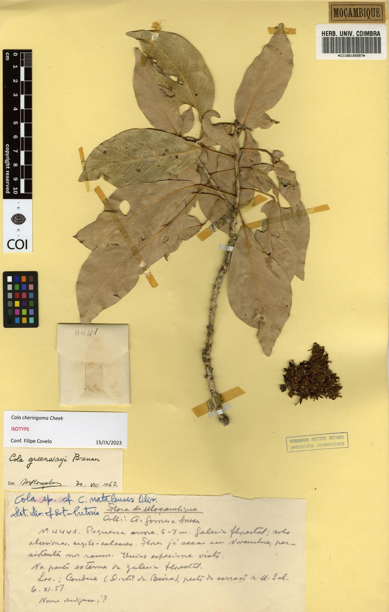 Cola cheringoma