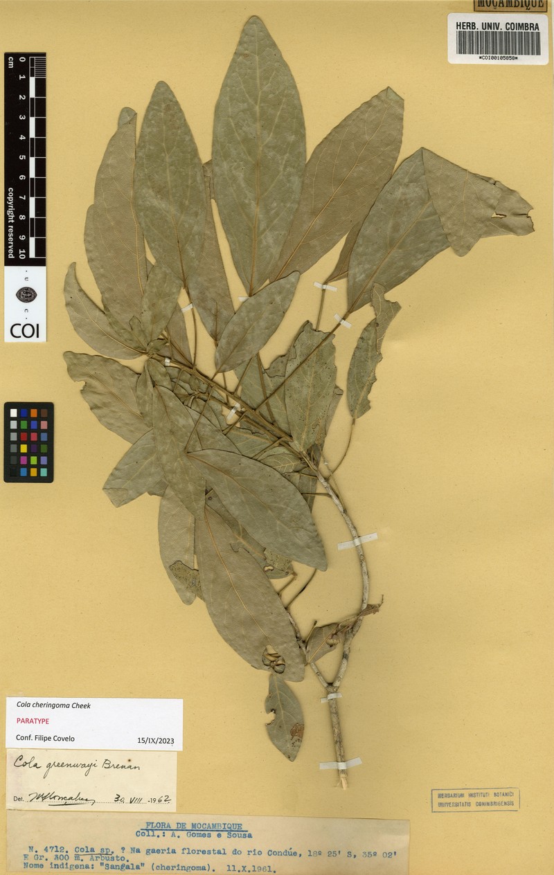Cola cheringoma photo 3
