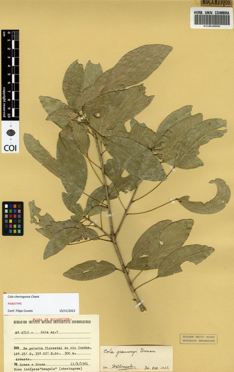 Cola cheringoma photo 4
