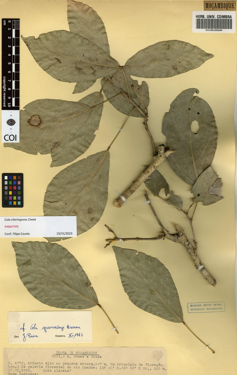 Cola cheringoma photo 5