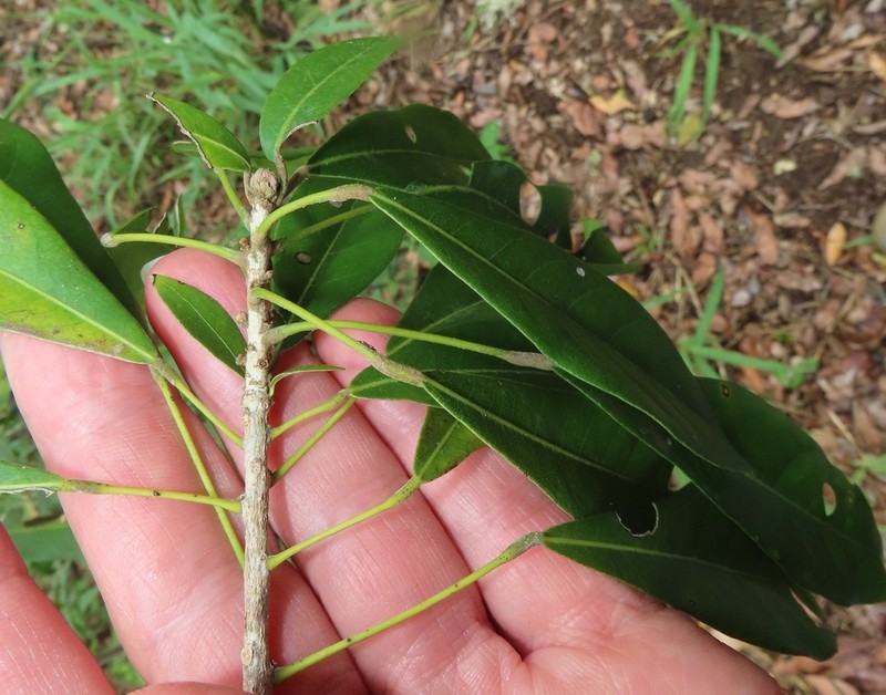 Cola dorrii