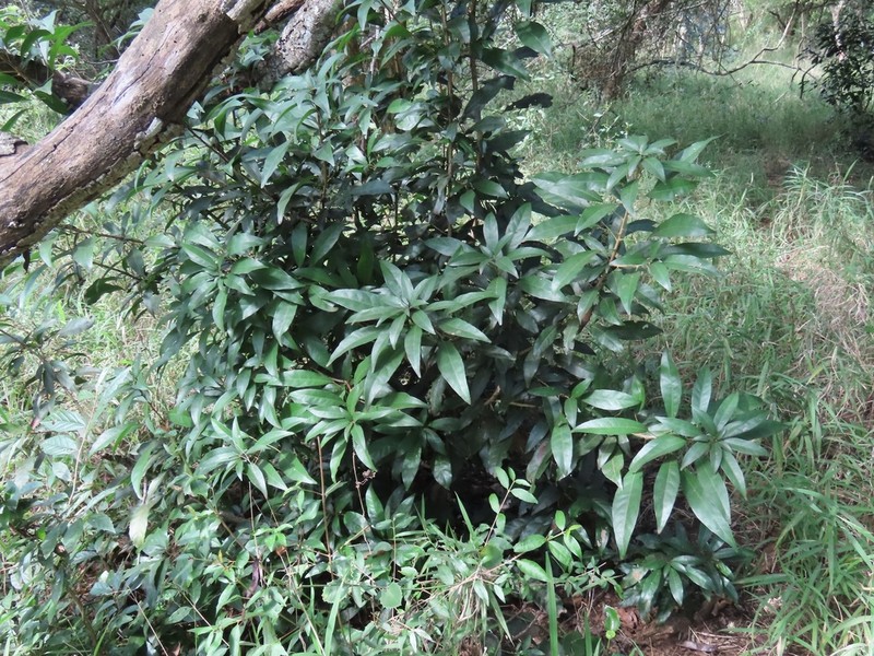 Cola dorrii photo 3