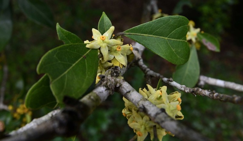 Cola dorrii photo 4